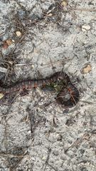 Nerodia sipedon sipedon