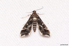 Diasemiopsis ramburialis