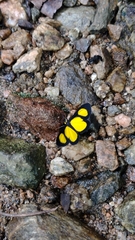 Cyllopoda jatropharia
