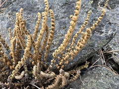 Myriopteris gracillima