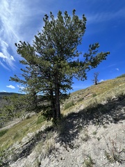Pinus flexilis