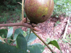 Carya tomentosa