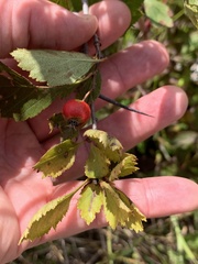 Crataegus chrysocarpa