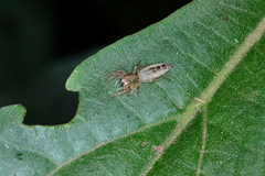 Cotinusa