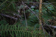 Troglodytes pacificus