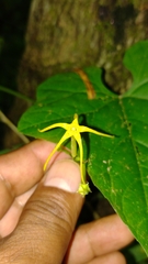 Rytidostylis gracilis