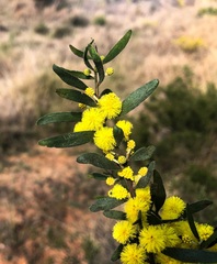 Acacia ixiophylla
