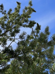 Pinus flexilis