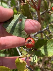 Crataegus chrysocarpa