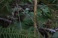 Troglodytes pacificus