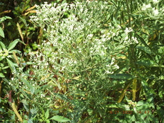 Eupatorium