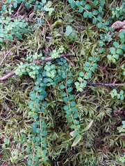 Gaultheria hispidula