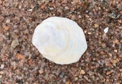 Crepidula plana
