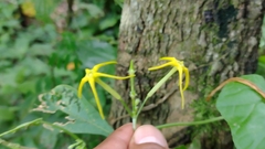 Rytidostylis gracilis