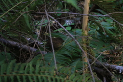 Troglodytes pacificus