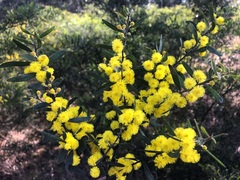 Acacia ixiophylla