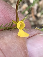 Chamaecrista nictitans