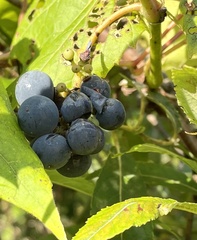 Vitis riparia