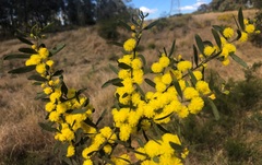 Acacia ixiophylla