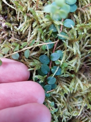 Gaultheria hispidula