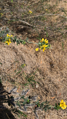 Genista monspessulana
