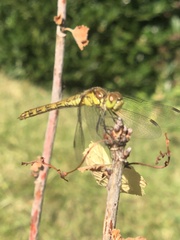 Sympetrum striolatum