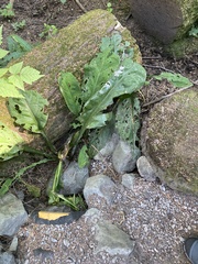Lysichiton americanus