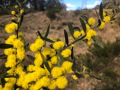 Acacia ixiophylla