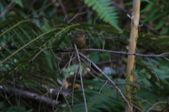 Troglodytes pacificus