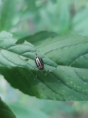 Disonycha glabrata