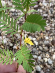 Chamaecrista nictitans