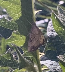 Evergestis pallidata