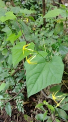 Rytidostylis gracilis