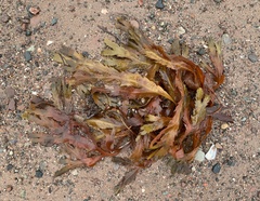 Fucus serratus