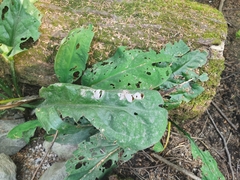 Lysichiton americanus