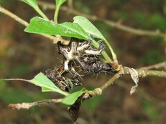 Harrisimemna trisignata