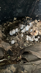 Leucocoprinus cepistipes