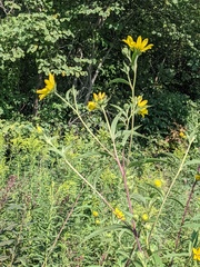 Helianthus giganteus