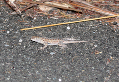 Uta stansburiana elegans