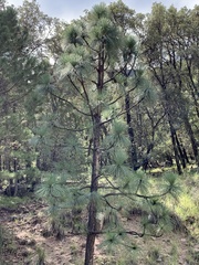 Pinus engelmannii