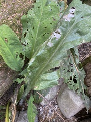 Lysichiton americanus