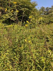 Helianthus giganteus