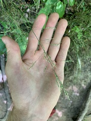 Poa nemoralis