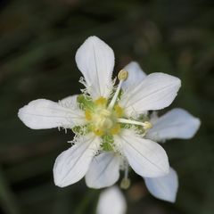 Parnassia fimbriata