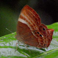 Abisara bifasciata