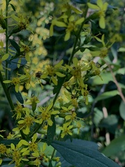 Solidago flexicaulis