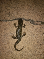 Ambystoma mavortium