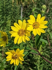 Helianthus giganteus