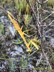 Stagmomantis floridensis