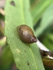 Succineidae